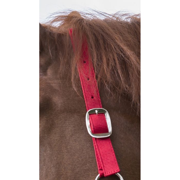 RIDING WORLD “Club” headcollar and leadrope set