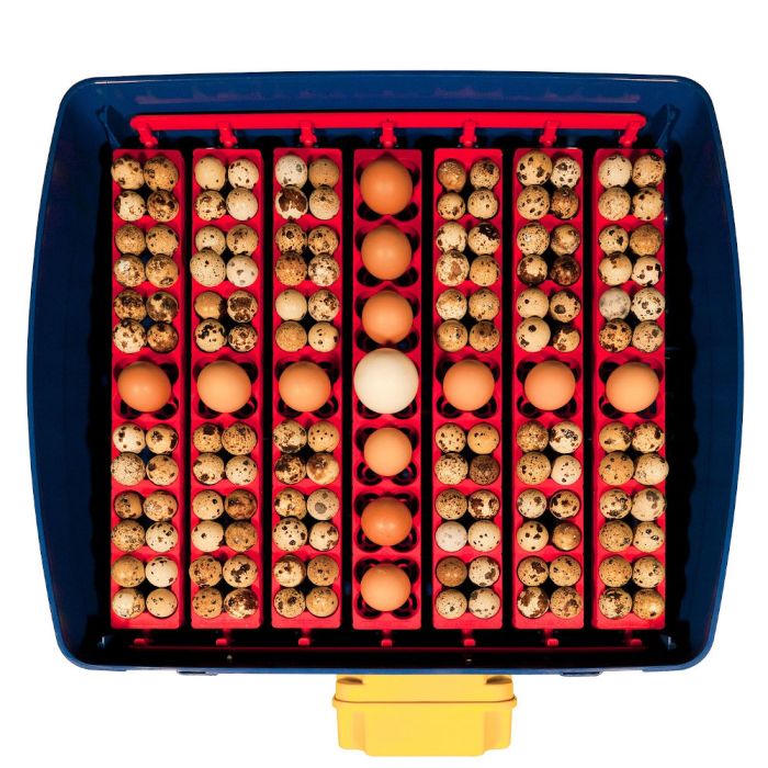 Couveuse digitale  BOROTTO 49 oeufs automatique 