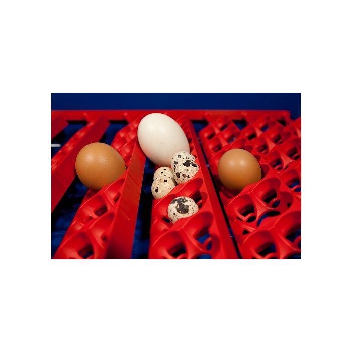 Couveuse digitale  BOROTTO 49 oeufs automatique 