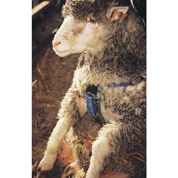 Nylon ram marking harness