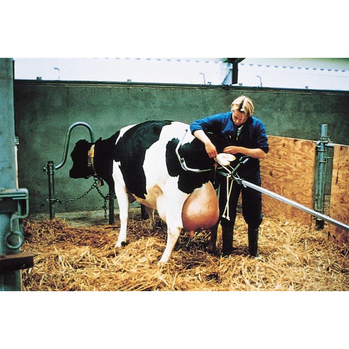 Calving jack beef cattle