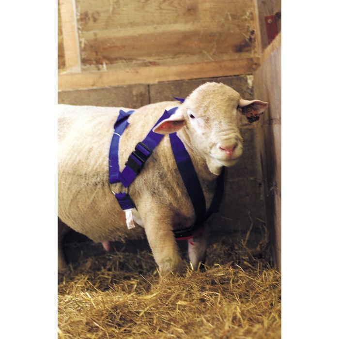 SUPER BLUE ram harness