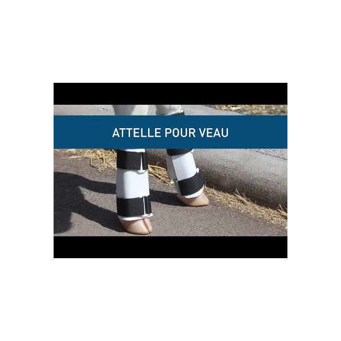 Attelle pour veau