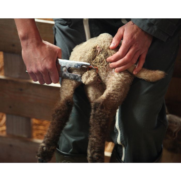 Gummiringe Orange Elastrator X100